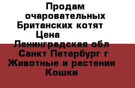 Продам очаровательных Британских котят. › Цена ­ 6 000 - Ленинградская обл., Санкт-Петербург г. Животные и растения » Кошки   